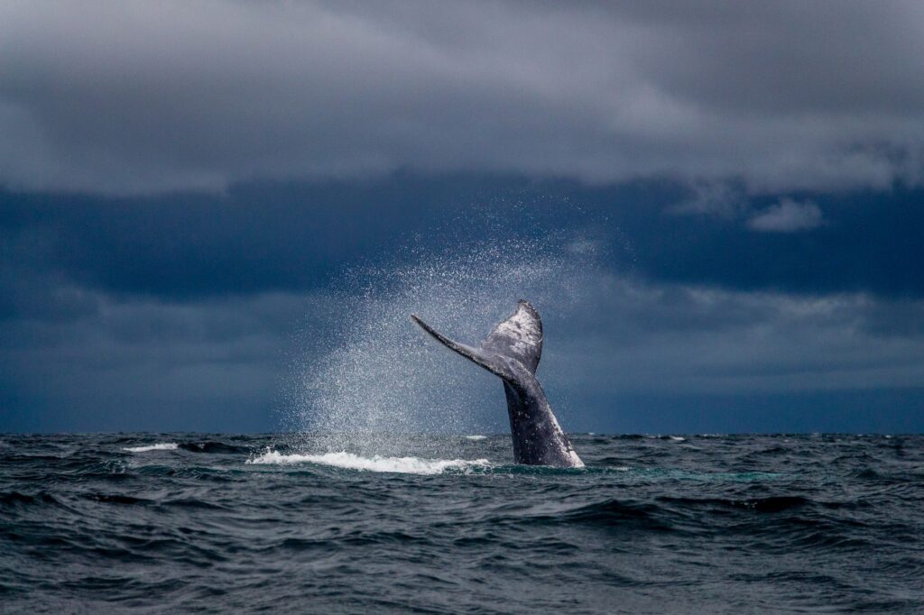 humpback whale song