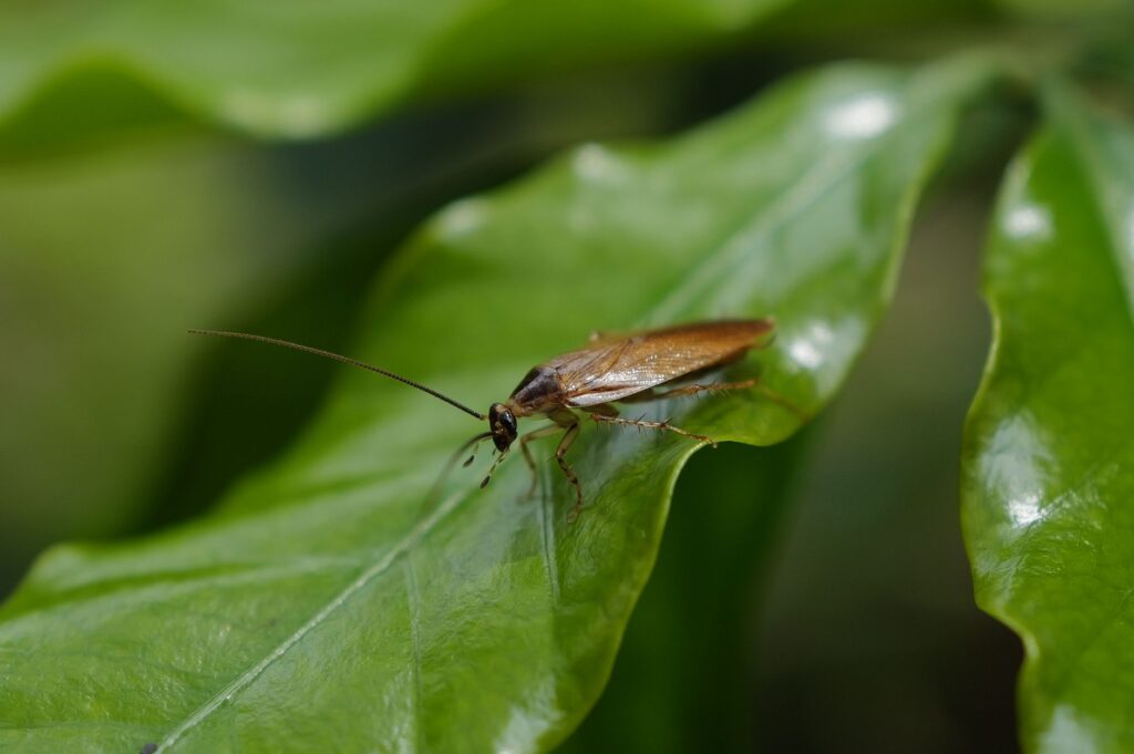 Cockroach leaders detained