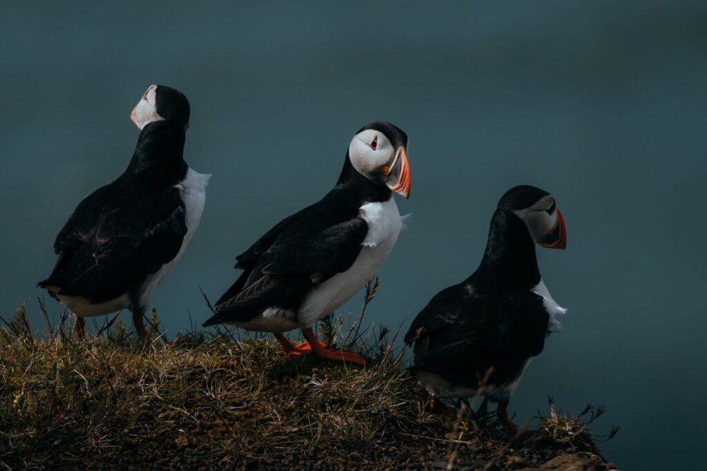PUFFINS Telescope Mission