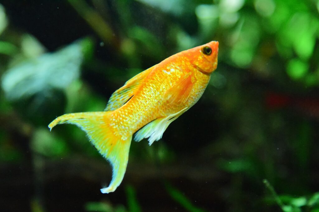 swordtail fish mate selection